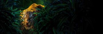 The Jungle Book HD Wallpaper And Background