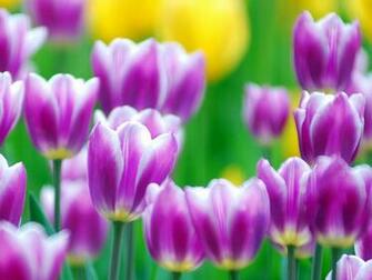 Wallpaper Purple Tulips Flowers