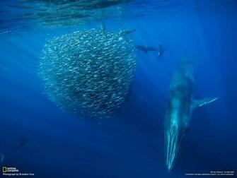 Fascinating Schools Of Fish Twistedsifter