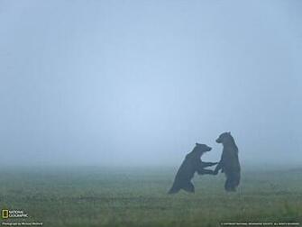 Brown Bears Family Pictures Wallpaper On In Mist Russia
