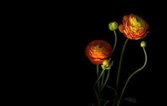 Wallpaper Petals Stem Bud Light Shadow Flowers