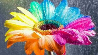 Description HD Flowers Wallpaper Is A Hi Res For Pc