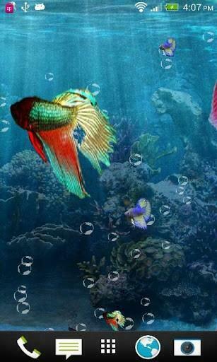 Betta Fish Wallpaper Phone Joy Studio Design Gallery Best
