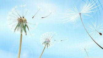 Blowing Dandelions Wallpaper
