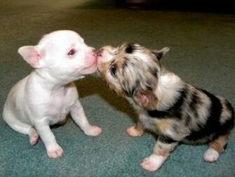 Crazy Pictures Cute Chihuahuas Pics