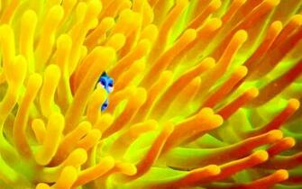 Finding Dory Image Wallpaper HD