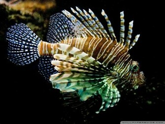 Wallpaper Lionfish HD