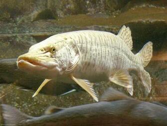 Muskellunge Musky Or Muskie