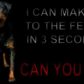 Rottweiler Wallpaper