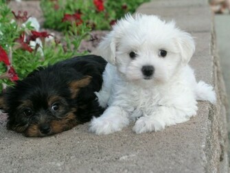 Nature Wallpaper Cute Puppy Pictures Shih Tzu Puppies