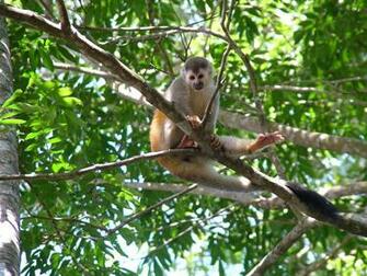 Wallpaper Computer Wild Monkey Posing In Costa Rica