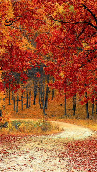 Beautiful Fall iPhone Wallpaper