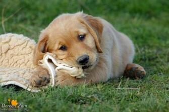 Cute Puppy Golden Retriever And Cats Wallpaper For Your Computer Funny