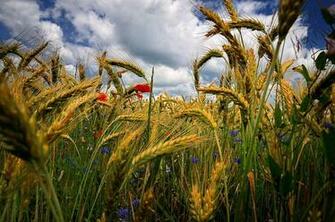 Cornfield With Flowers High Quality And Resolution