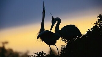 Crane Birds Silhouette Wallpaper