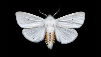 Moths Wallpaper High Quality