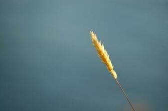 Blue Grass Wheat Wallpaper
