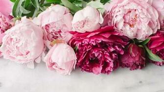 Peony Wallpaper Net