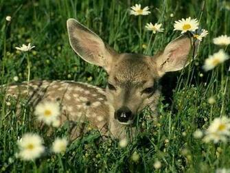 Whitetail Deer Wallpaper