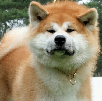 Stern Akita Inu Dog Photo And Wallpaper Beautiful