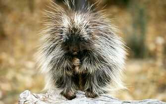 Exotic Animals HD Wallpaper High Quality
