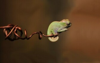 Cute Chameleon Wallpaper iPhone Wallpaperlepi