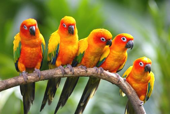 Exotic Birds From Brazil Flying