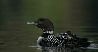Loon Wallpaper