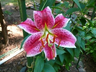 Tiger Lily Flower HD Wallpaper Background