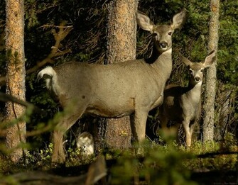 Mule Deer Wallpaper