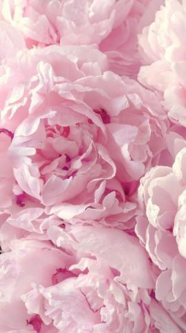 Pretty Flower Wallpaper iPhone Background The Best Beautiful