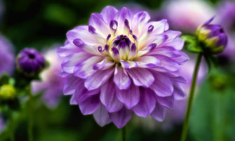 Dahlia Flower Image HD Wallpaper