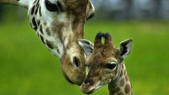 African Animals HD Wallpaper