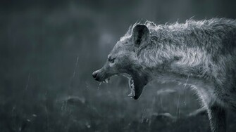 Animal Hyena Wallpaper