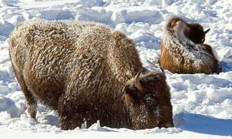 Desktop HD Wallpaper S American Bison