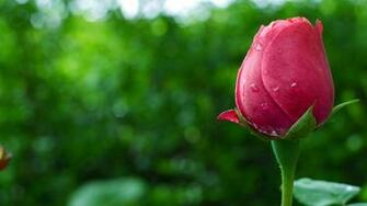 Desktop Widescreen Wallpaper Blooming Flowers Picfish