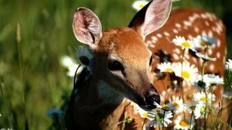 Deer HD Wallpaper Background