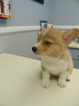 Corgi Puppy Is Suspicious This Not Actually The Entrance To