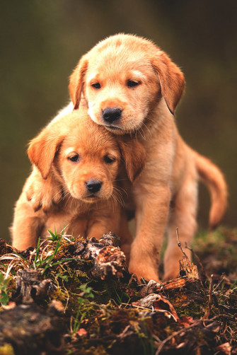 Cute Baby Dog HD Image Dogs Wallpaper