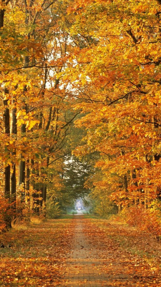 HD 1080p Fall Wallpaper
