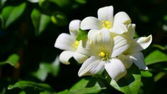 Pictures Of Jasmine Flowers