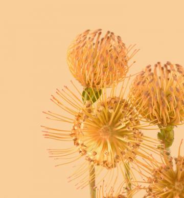 Pixel Wallpaper Leak W Colorful Plant And Flower Theme