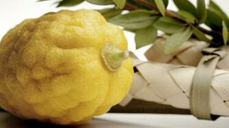 Bless The Four Species On Sukkot My Jewish Learning