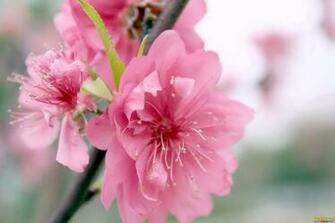 Peach Blossom Photos Trees And Flowers Pictures