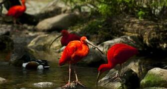 Red Birds Wallpaper