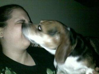 Funny Beagle Pics Forum Our World Forums