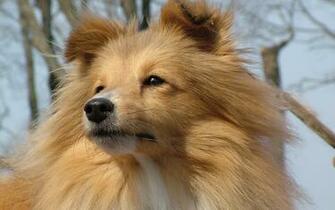 Sheltie Wallpaper