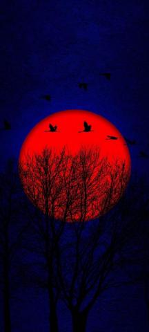 Vector Sunset Red Sun Background Wallpaper