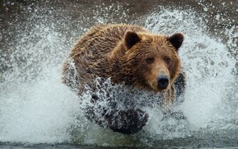 Grizzly Bear Wallpaper