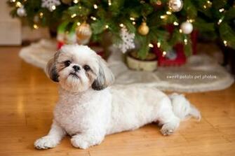 Shih Tzu Dog Grooming Cuts Picture
